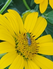 Agapostemon