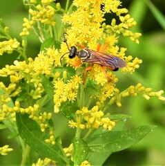Sphex ichneumoneus