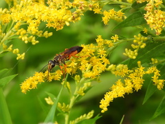 Sphex ichneumoneus