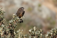 Zaratornis stresemanni