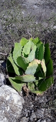 Agave potatorum