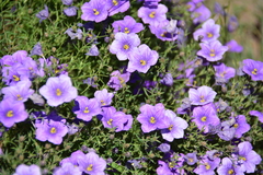 Nierembergia linariifolia