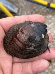Reginaia ebenus