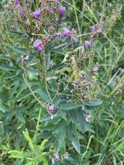 Desmodium canadense