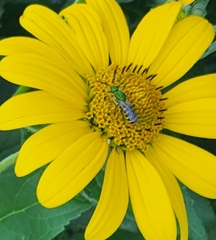 Agapostemon