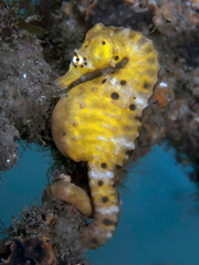 Hippocampus abdominalis