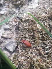 Pyrochroa serraticornis