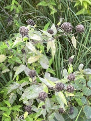 Monarda fistulosa