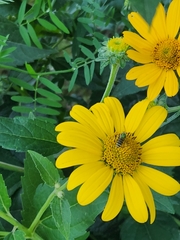 Agapostemon