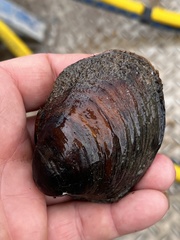 Reginaia ebenus