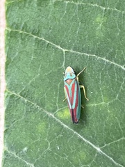 Graphocephala coccinea
