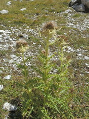 Cirsium spinosissimum