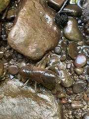 Cambarus bartonii