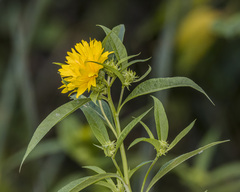 Helianthus grosseserratus