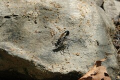 Eremnophila aureonotata