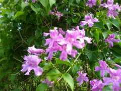 Bignonia diversifolia