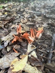 Pseudocolus fusiformis