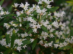 Leucopogon affinis