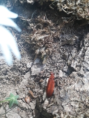 Pyrochroa serraticornis