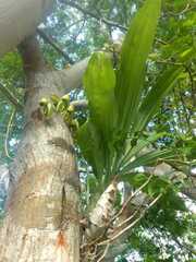 Catasetum integerrimum