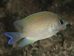 Mecaenichthys immaculatus