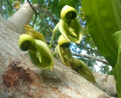 Catasetum integerrimum