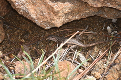 Sceloporus graciosus vandenburgianus
