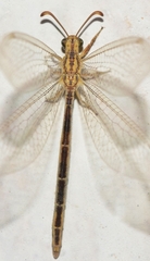 Macronemurus appendiculatus