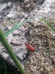Pyrochroa serraticornis