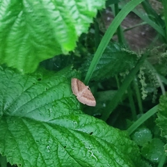 Scotopteryx chenopodiata