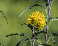 Helianthus grosseserratus