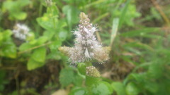 Mentha suaveolens