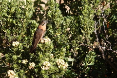 Aglaeactis cupripennis