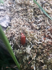 Pyrochroa serraticornis