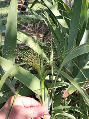 Panicum capillare