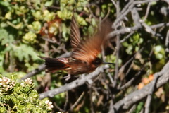 Aglaeactis cupripennis