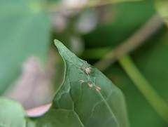 Cheiracanthium mildei