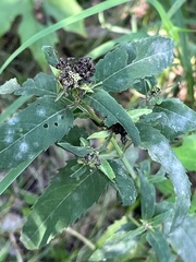 Monarda fistulosa