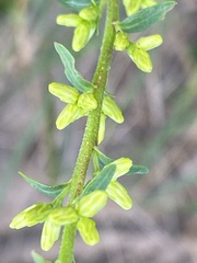 Solidago hispida