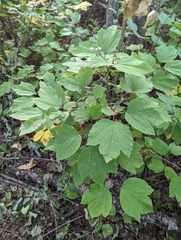 Viburnum edule