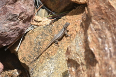 Sceloporus graciosus vandenburgianus