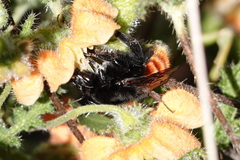 Bombus coccineus