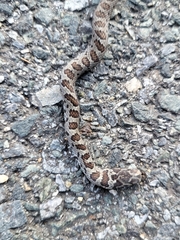 Coluber constrictor constrictor