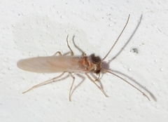 Coniopterygidae
