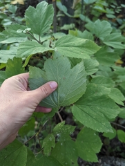 Viburnum edule
