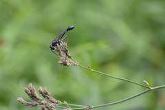 Eremnophila aureonotata