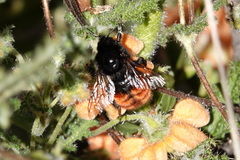 Bombus coccineus