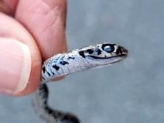 Coluber constrictor constrictor