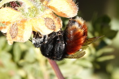 Bombus coccineus