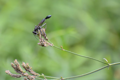 Eremnophila aureonotata